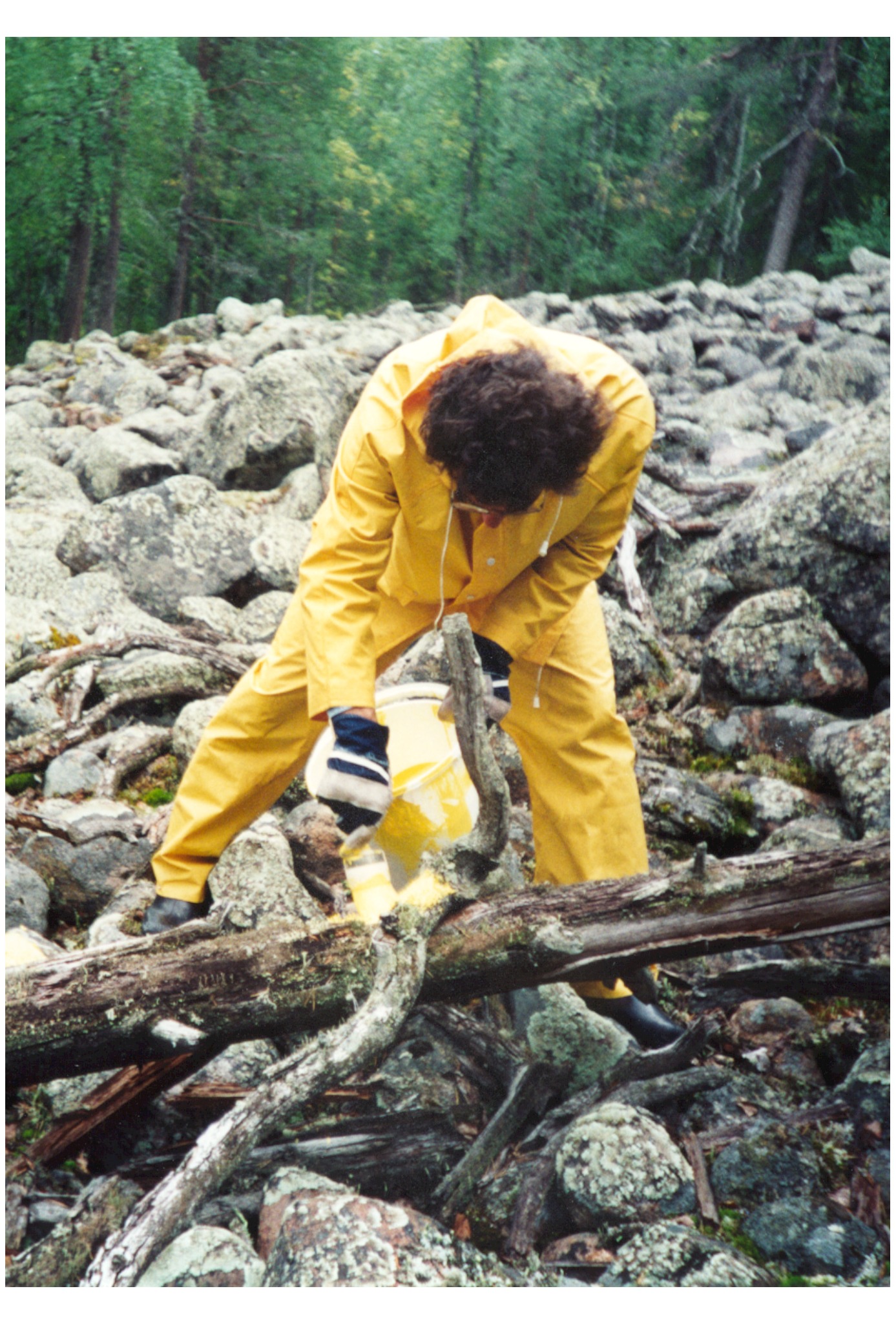 The yellow line being applied across rocks and fallen timber