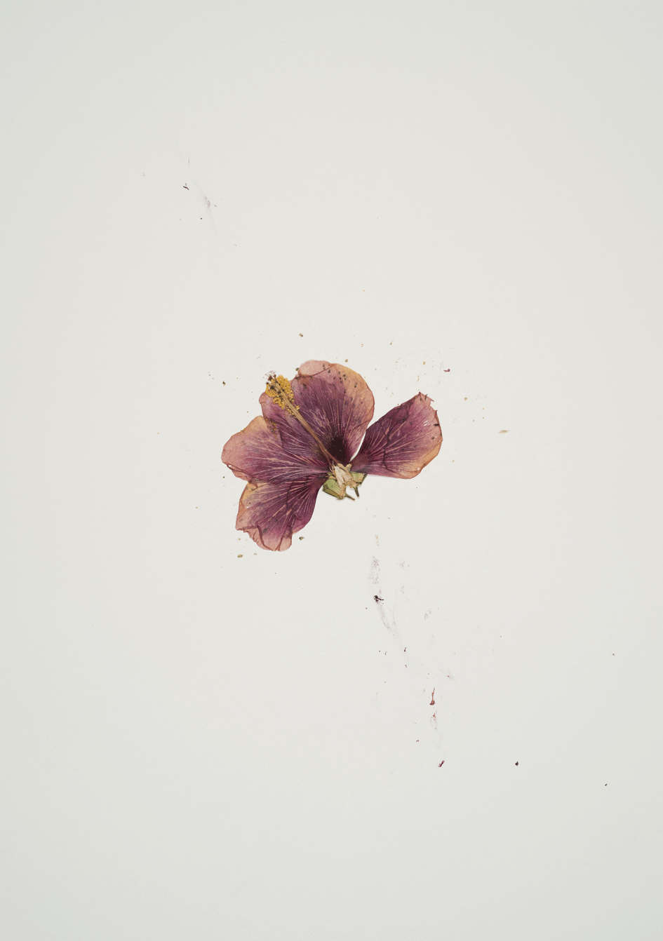 beyond ikebana