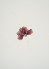 ikebana