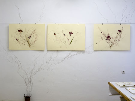 blossom traces