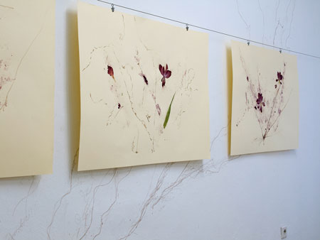 blossom traces